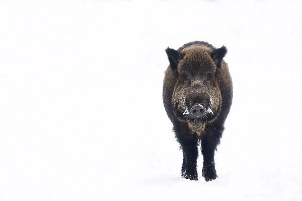 Portrait of Wild Boar (Sus scrofa) standing in snow. The Netherlands, January