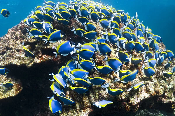 Powder blue surgeonfish (Acanthurus leucosternon), large school feeding on algae on coral boulders