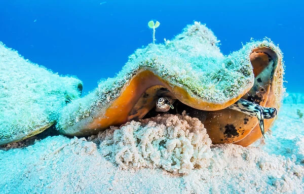 Queen conch (Lobatus gigas) laying eggs in the Exuma Cays Land and Sea Park, Exuma, Bahamas