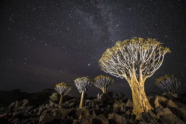 Quiver trees (Aloe dichotoma) with the Milky Way at night, Keetmanshoop, Namibia