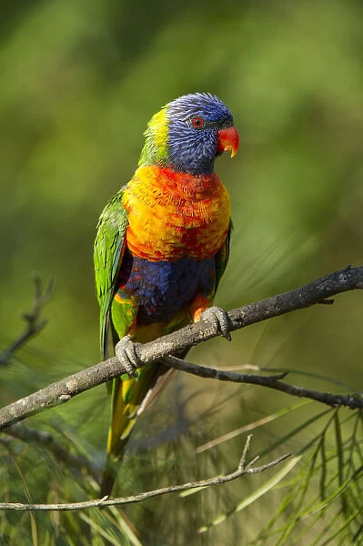 Rainbow lorikeet (Trichoglossus moluccanus) on a branch, Cania Gorge National Park