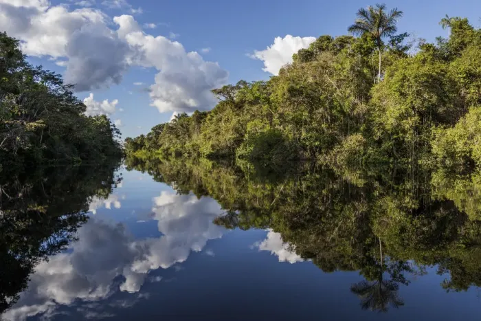 Framed Print : River Reflections Print, Amazon Rainforest Scene Framed Print : River Reflections Print, Amazon Rainforest Scene