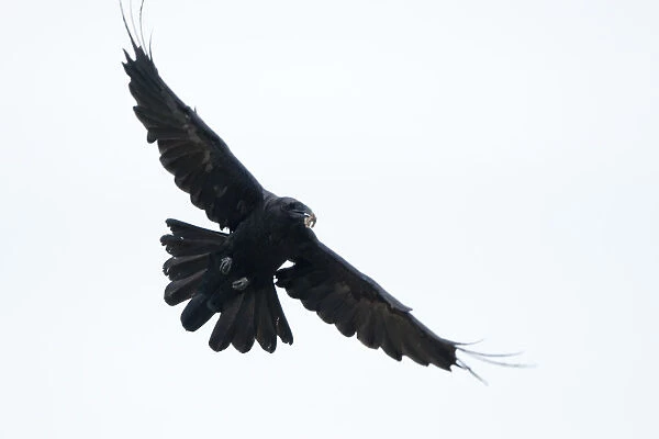 Raven (Corvus corax) in flight carrying food, Fisher pond, Prypiat area, Belarus