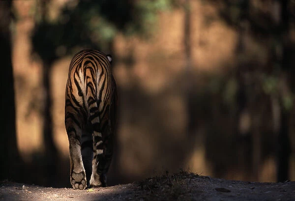 Rear view of male Bengal tiger walking {Panthera tigris tigris} Kanha NP, India