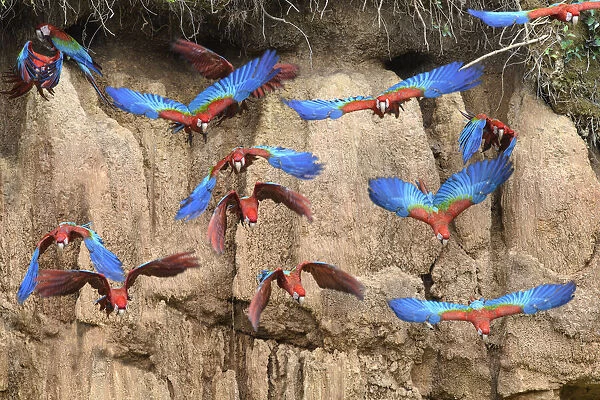 Red-and-green macaw (Ara chloropterus) flock flying in front of clay lick
