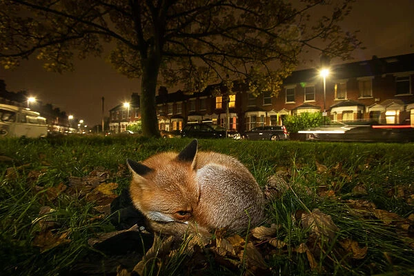 Red fox (Vulpes vulpes) resting on a green at night, North London, England