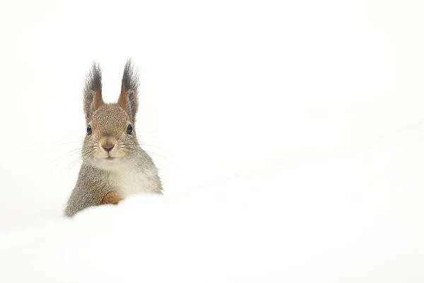 Red squirrel (Sciurus vulgaris) peering over snow, Finland, April
