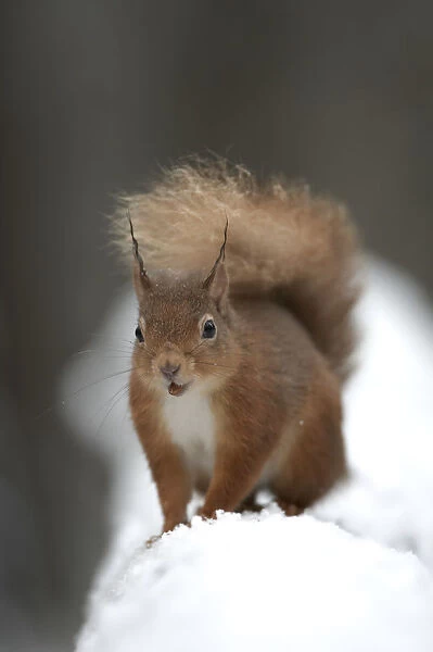 Red squirrel (Sciurus vulgaris) portrait in snow, Cairngorms National Park, Scotland
