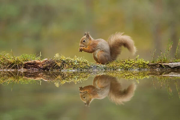 Red squirrel (Sciurus vulgaris) sitting on the bank of a woodland pool, Cairngorms NP