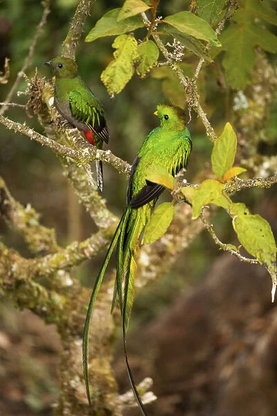 Resplendent quetzal (Pharomachrus mocinno), male and female, Talamanca mountains