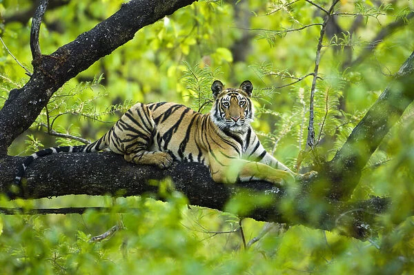 RF - Bengal tiger (Panthera tigris tigris) juvenile, age 15 months, climbing a tree