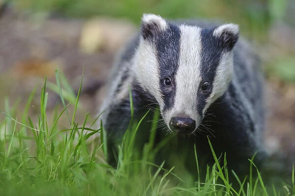 RF - European badger (Meles meles) foraging, portrait. Devon, England, UK. June. (This image may be licensed either as rights managed or royalty free. )