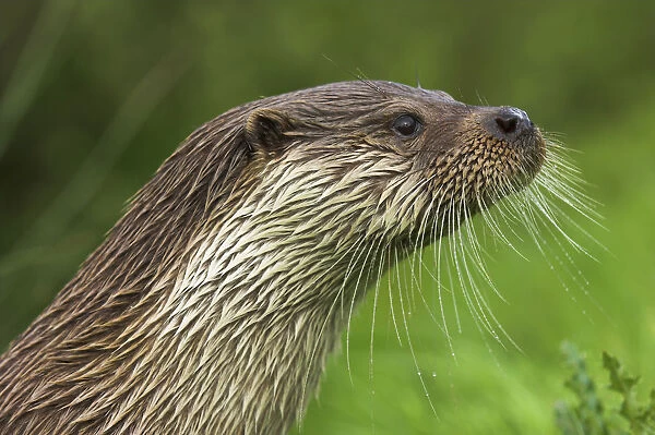 RF- Male Dog Otter  /  Eurasian Otter (Lutra lutra) head profile, captive, England