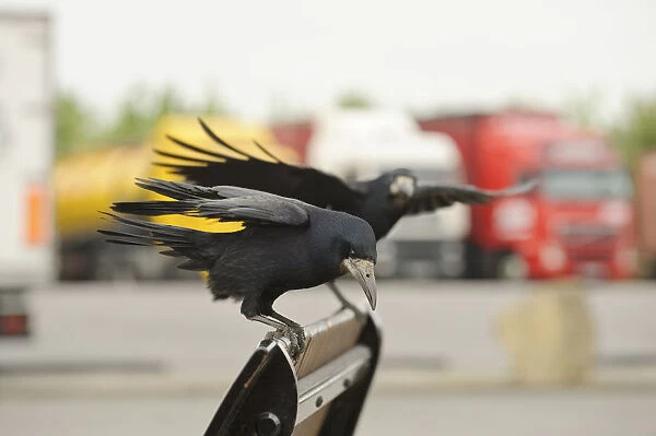 Rooks (Corvus frugilegus) two perched in motorway service area, Midlands, UK, April