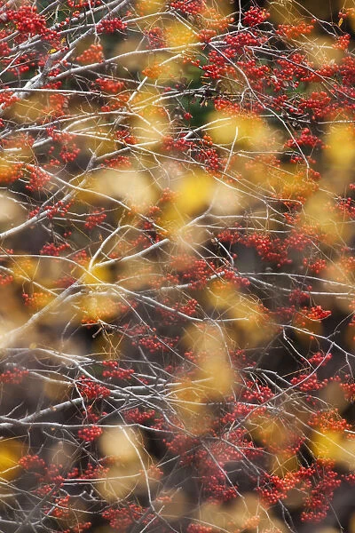 Rowan Tree (Sorbus aucuparia) covered in berries seen through autumn leaves