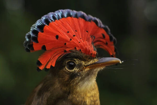 Royal flycatcher (Onychorhynchus coronatus) with crest raised, Yavari River, Peru