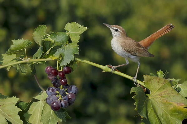 Rufous-tailed scrub robin (Cercotrichas galactotes) perched on grape vine, Sevilla, Spain, August