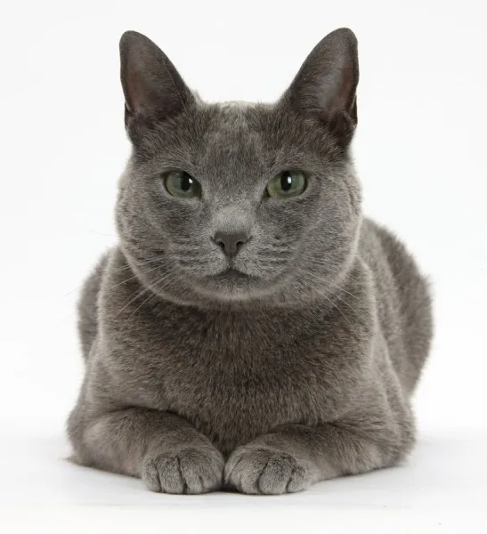 Russian Blue female cat with green eyes