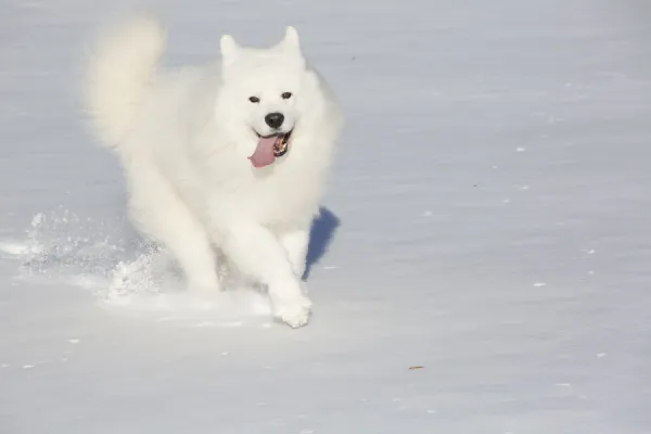 Samoyed dog running in in snow, Ledyard, Connecticut, USA