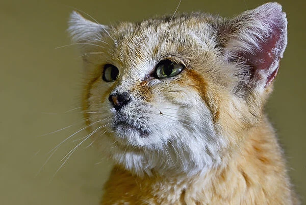 Sand cat (Felis margarita) portrait captive, occurs in Asia from Morocco to Uzbekistan