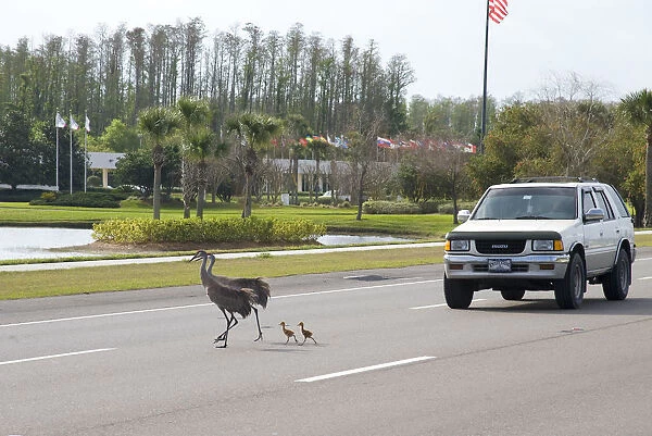 Sandhill cranes (Grus canadensis) (Florida race), adult with two small chicks crossing highway