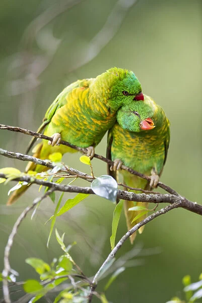 Scaly breasted lorikeet (Trichoglossus chlorolepidotus) pair allopreening in branch of
