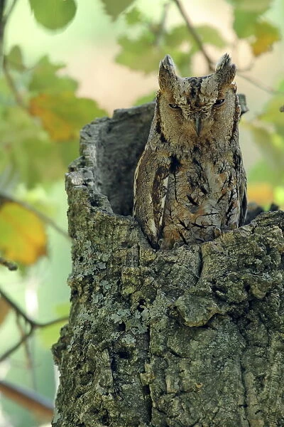 Scops owl (Otus scops) in tree stump, Sierra de Grazalema Natural Park, southern Spain, June