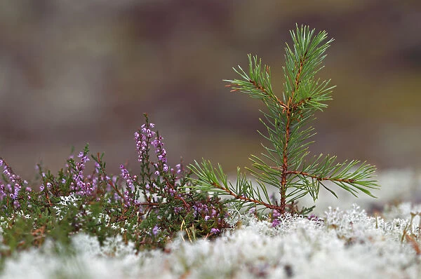 Scots pine (Pinus sylvestris) seedling growing amongst lichens and heather