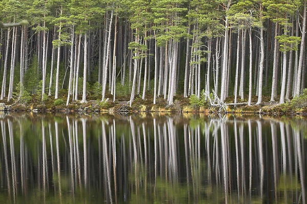 Scots pine trees (Pinus sylvestris) standing alongside Loch Mallachie, perfectly reflected in water