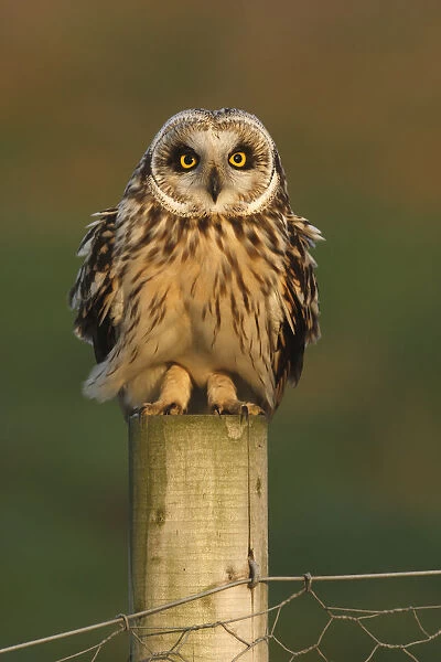 Short eared owl (Asio flammeus) on fence post, South Yorkshire, UK