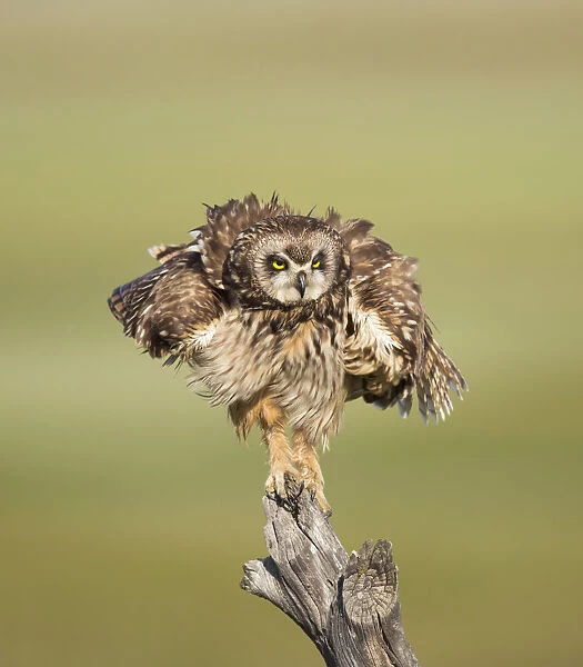 Short-eared Owl (Asio flammeus) shaking after preening while perched on fencepost