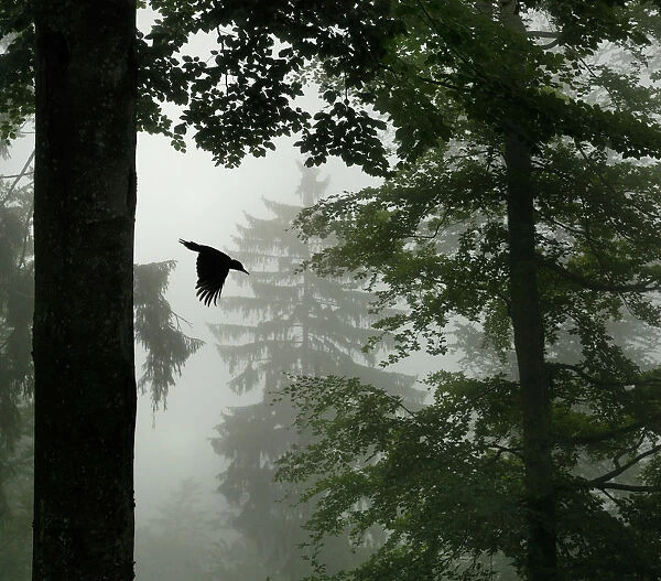 Sillhouette of Black woodpecker {Dryocopus martius} flying from nest hole in tree
