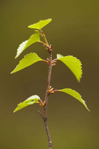 Silver birch (Betula pendula) close-up of fresh leaves in spring, Beinn Eighe NNR
