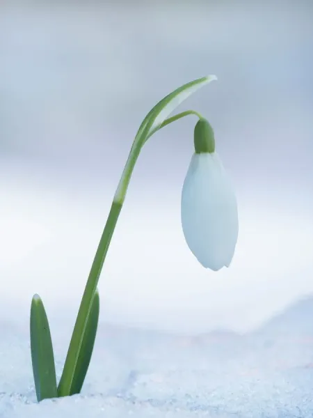Snowdrop Galanthus Sp Single Flower In Snow Print