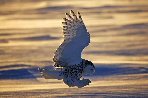 Snowy owl (Bubo scandiacus) Female landing in the snow, Quebec, Canada