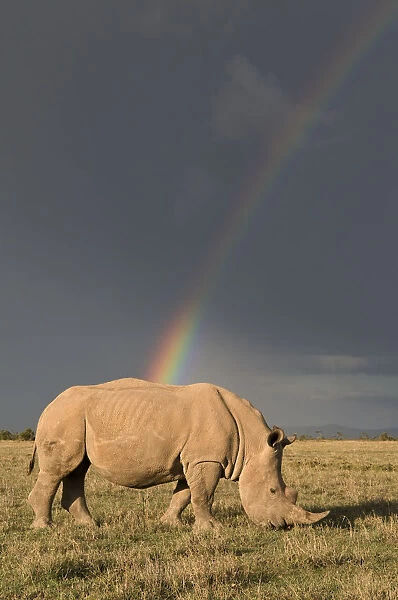 Southern white rhinoceros (Ceratotherium simum simum) with rainbow and storm clouds
