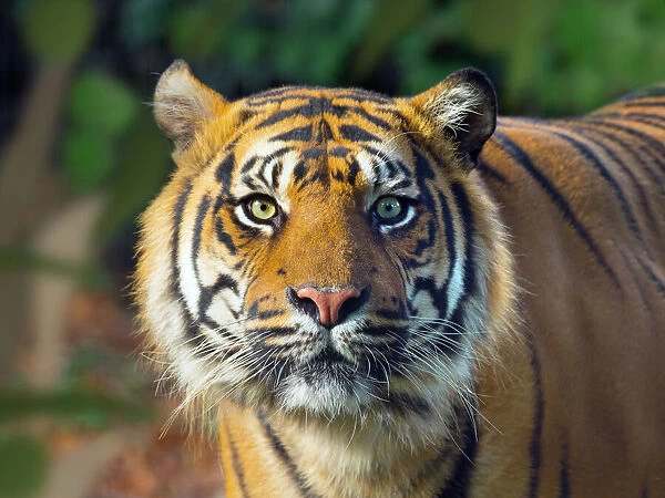 Sumatran tiger (Panthera tigris sondaica). Captive, with digitally added leaf pattern