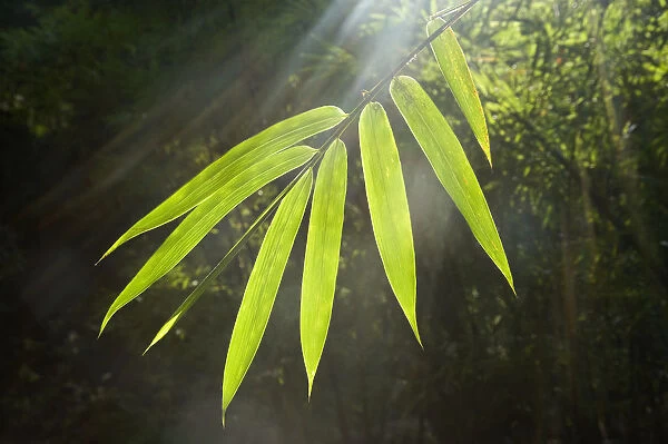 Sunbeams shining through Bamboo (Bambusidae) leaves. Shunan Zhuhai National Park, Sichuan Province