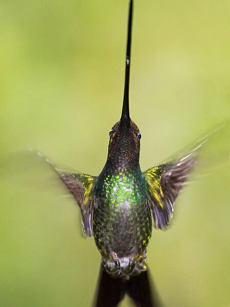 Sword-billed hummingbird (Ensifera ensifera) in flight, North-Ecuador, Ecuador