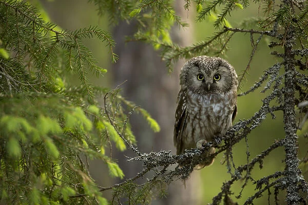 Tengmalm Owl (Aegolius funereus) perched on a branch, Finland