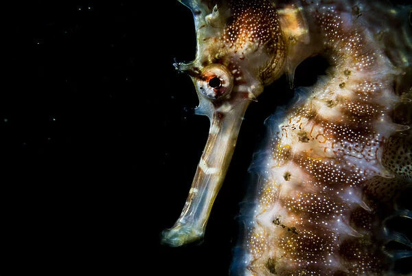 Thorny or spiny seahorse (Hippocampus histrix) portrait made off Anilao, Philippines