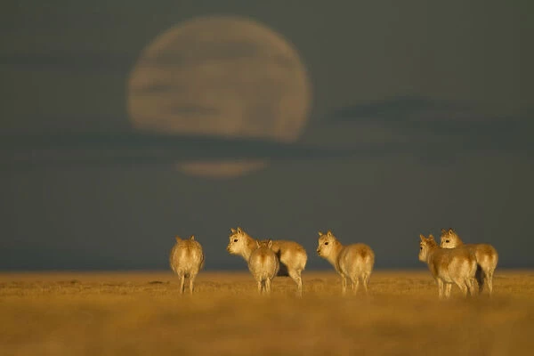 Tibetan antelope (Pantholops hodgsonii) herd in the early morning with a low moon