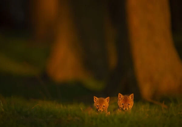 Two tiny Red fox (Vulpes vulpes) cubs emerging from their forest den in evening sunlight, Derbyshire, UK. January