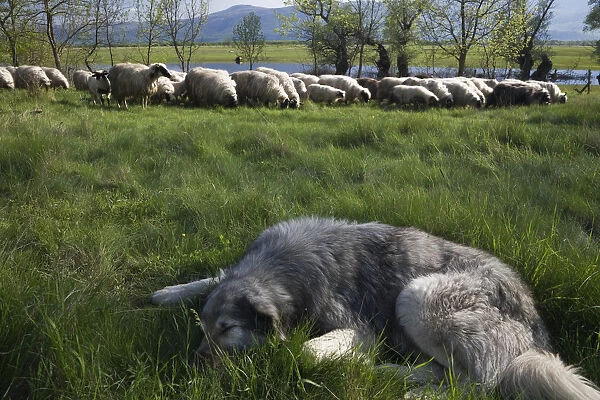 Tornjak mountain sheep dog resting near herd of sheep in a partially flooded area