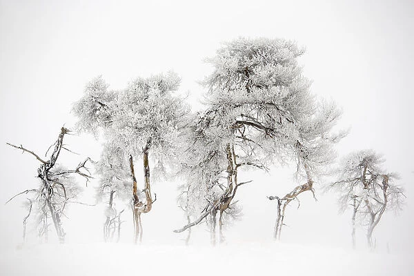 Trees in Hautes Fagnes Nature Reserve in winter after snowfall