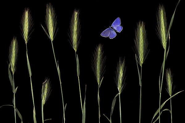 Wall barley (Hordeum murinum) and an Eschers blue butterfly (Polyommatus escheri)