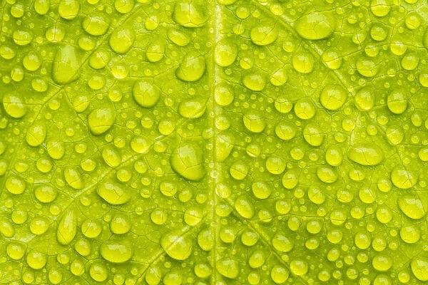 Water droplets on leaf creating a natural pattern, Tresco Tropical Garden, Tresco, Isle of Scilly, Cornwall, UK. June