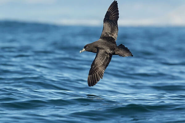 White chinned petrel (Procellaria aequinoctialis) in flight low over the water off