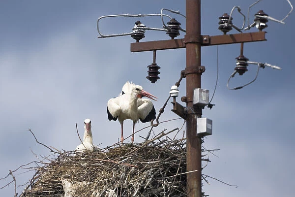 White stork (Ciconia ciconia) pair on nest, Jasenovac village, Lonjsko Polje Nature Park