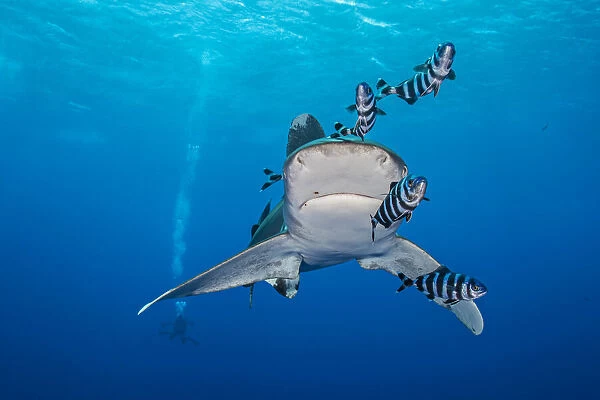 Whitetip shark (Carcharhinus longimanus), accompanied by Pilotfish (Naucrates ductor)